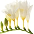 گل فریزیا گل فریزیا