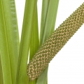 کالاموس کالاموس