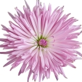 گل داوودی