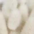 مشک