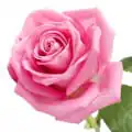 گل رز گل رز