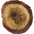 چوب عود