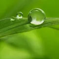 رایحه های گیاهی