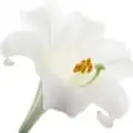 سوسن
