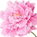 گل صدتومانی گل صدتومانی